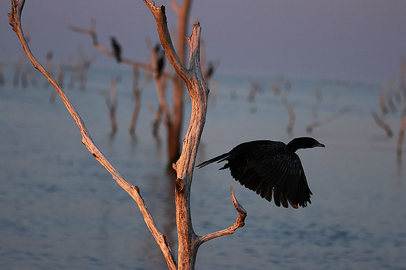 Kariba