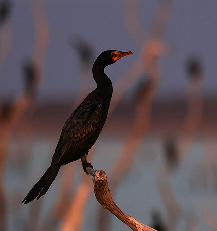 Kariba