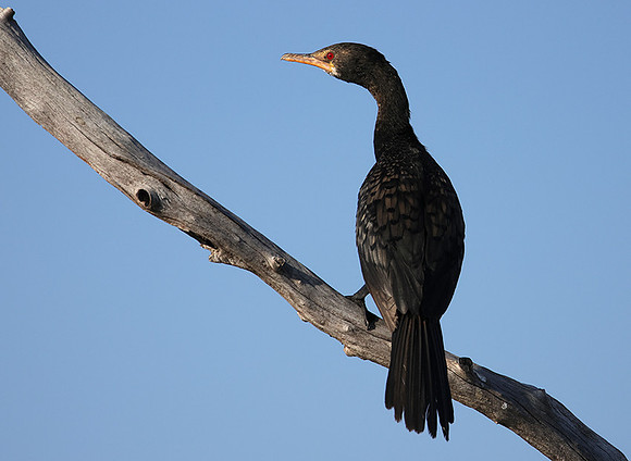 Kariba