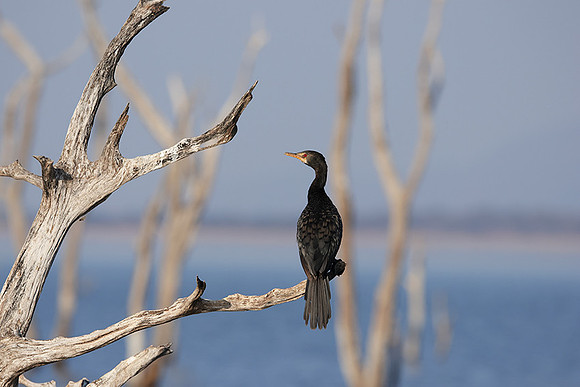 Kariba