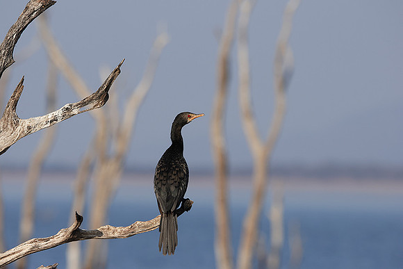 Kariba