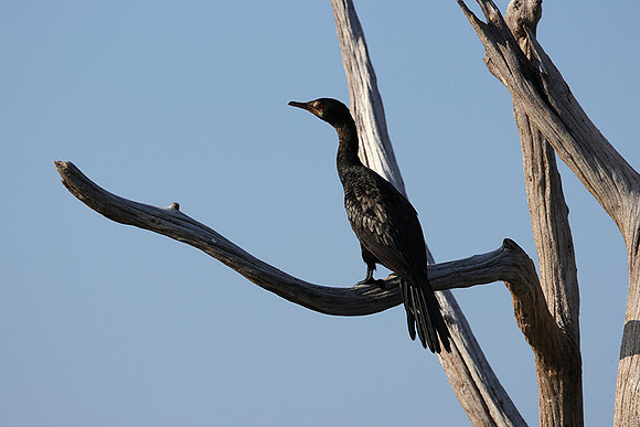 Kariba