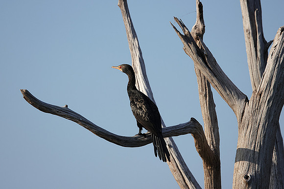 Kariba