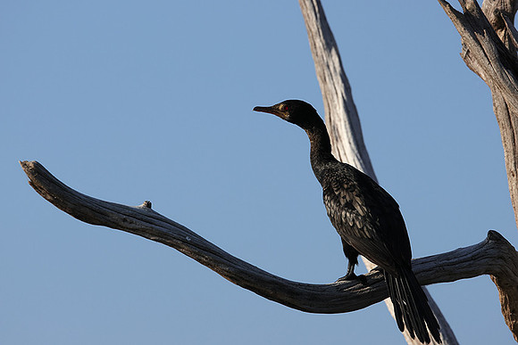 Kariba