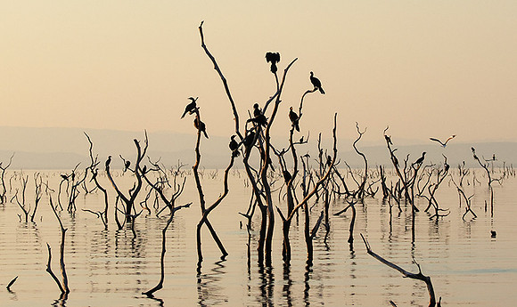 Kariba