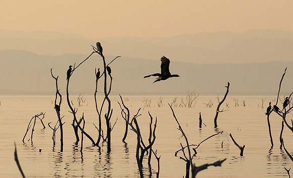 Kariba