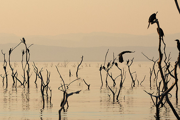 Kariba