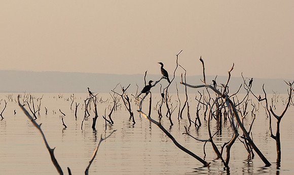 Kariba