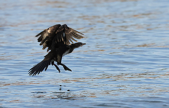 Kariba