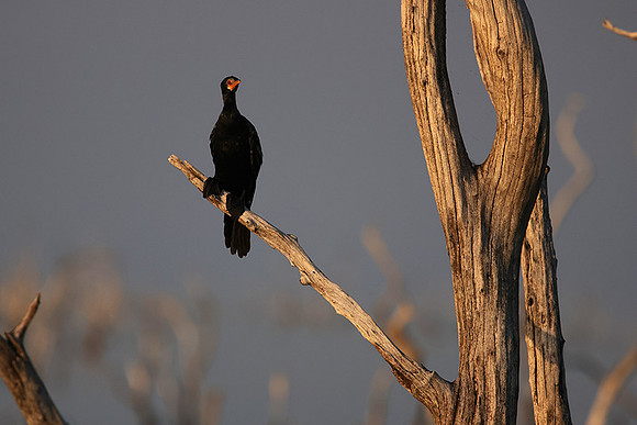 Kariba