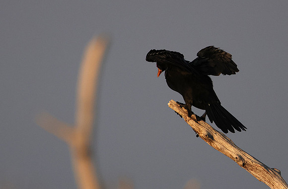 Kariba