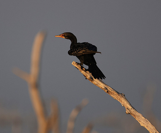 Kariba