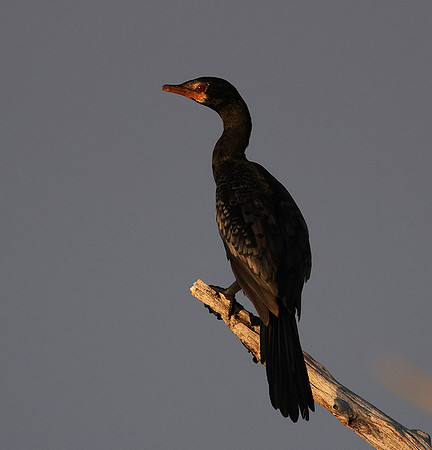 Kariba
