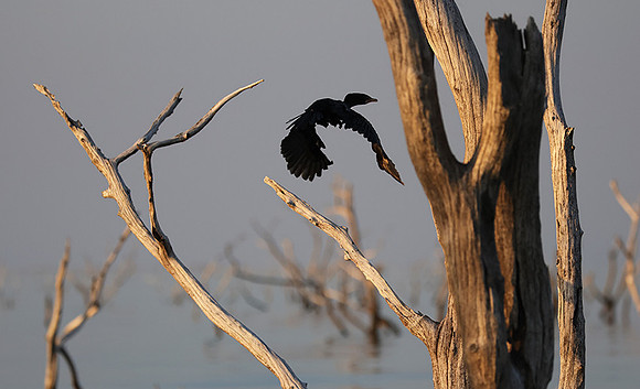 Kariba