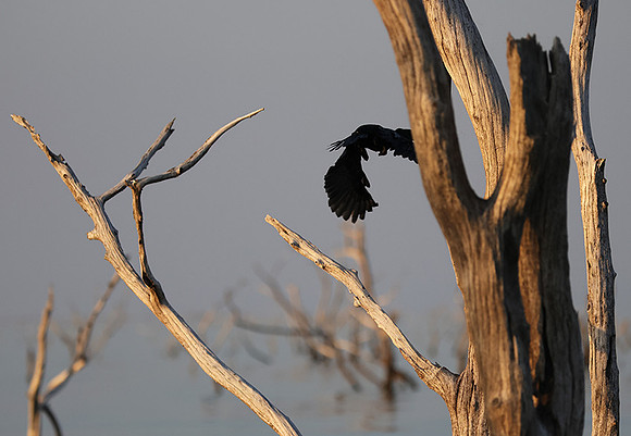 Kariba
