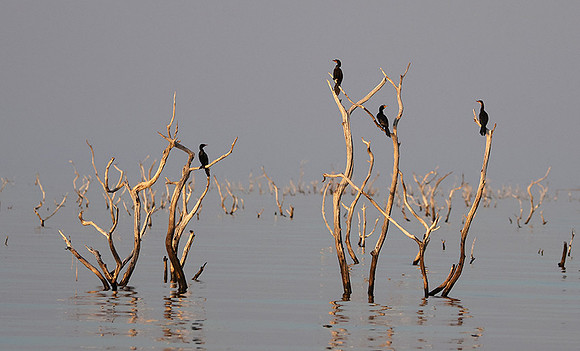 Kariba
