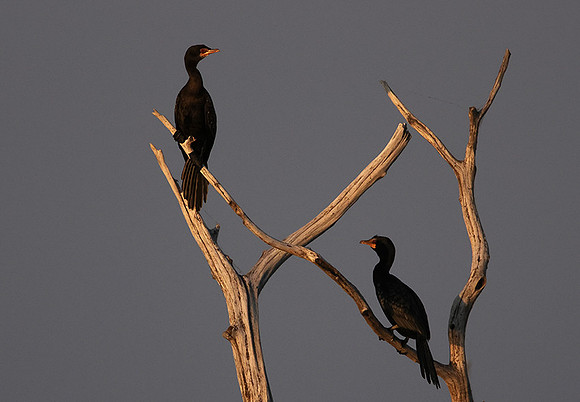 Kariba