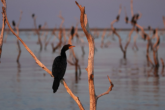 Kariba
