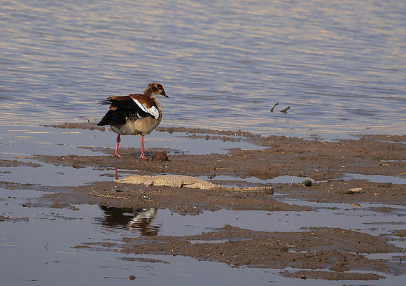 Egyptian goose - Hwange NP