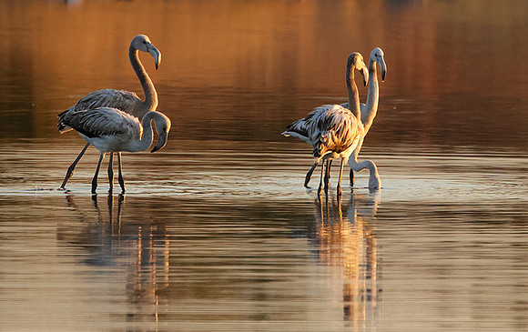 Hwange NP