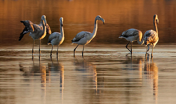 Hwange NP