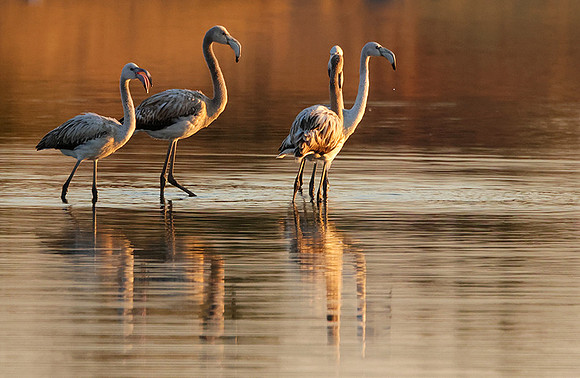 Hwange NP