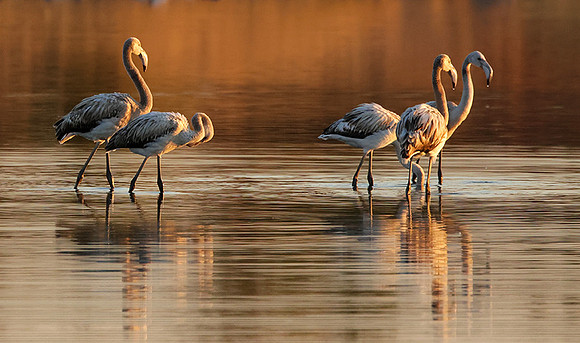 Hwange NP