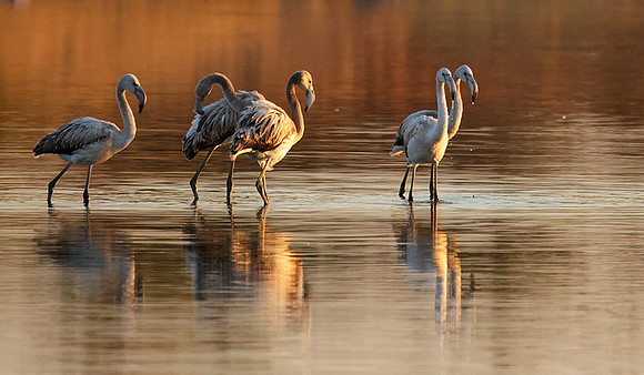 Hwange NP