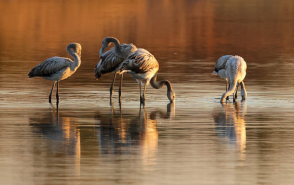 Hwange NP