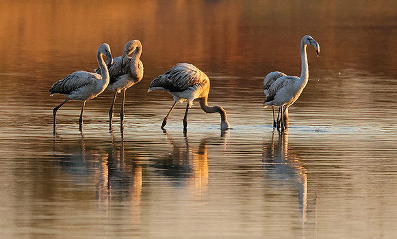 Hwange NP