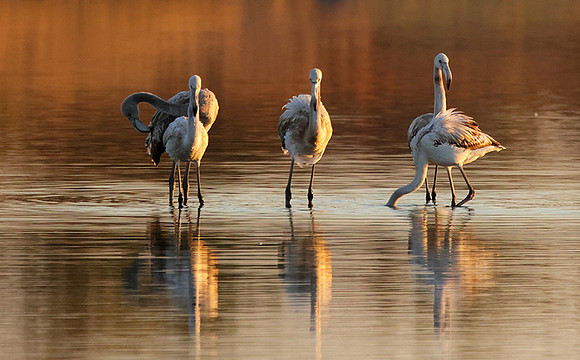 Hwange NP