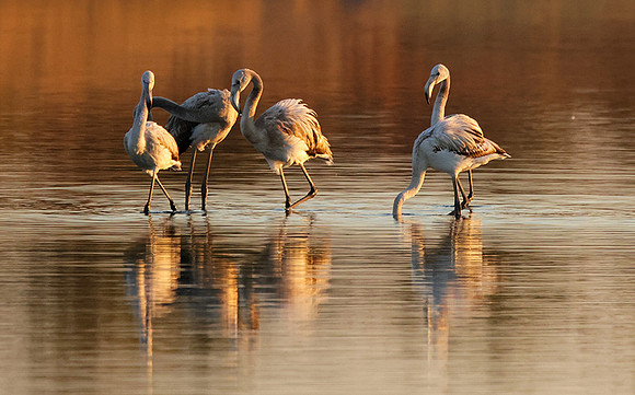 Hwange NP