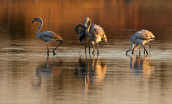 Hwange NP