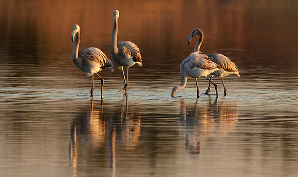 Hwange NP