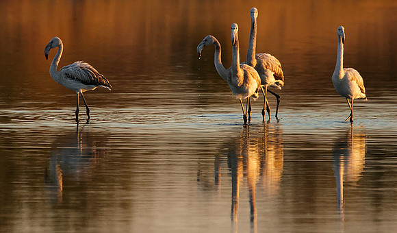 Hwange NP