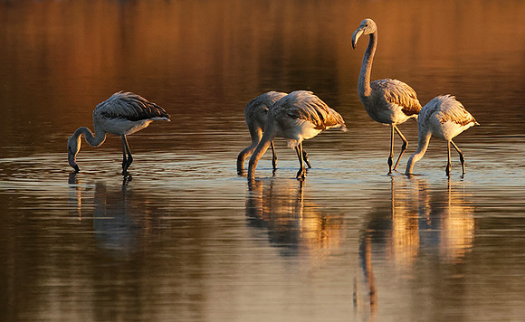 Hwange NP