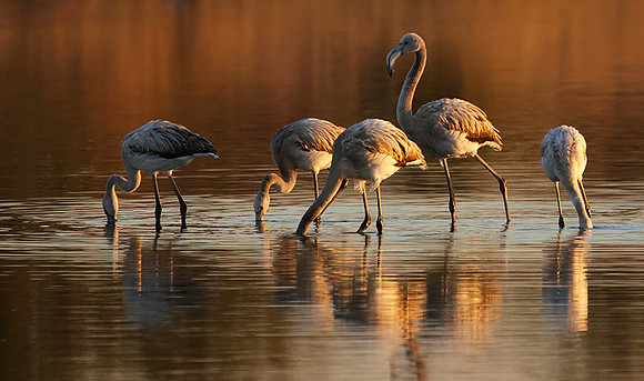 Hwange NP