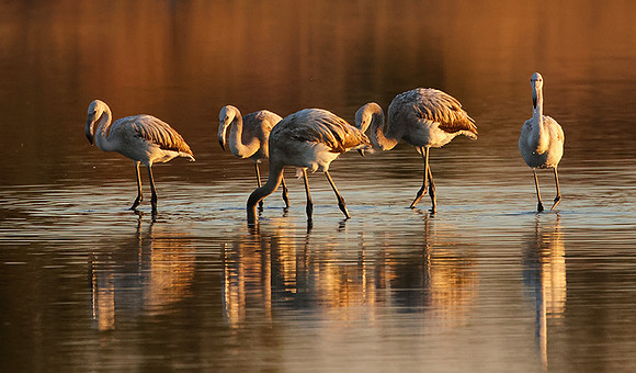 Hwange NP