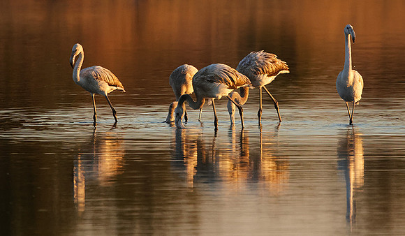 Hwange NP