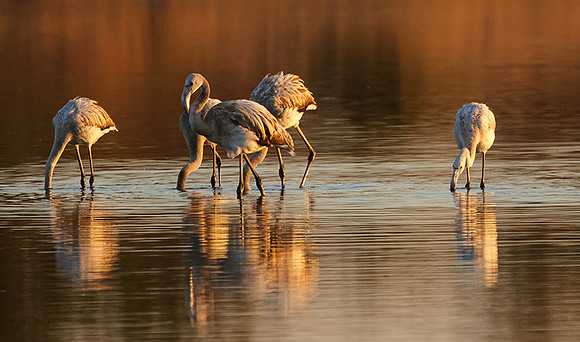 Hwange NP