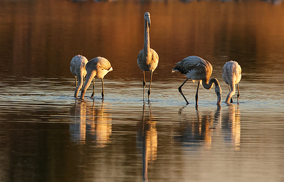 Hwange NP