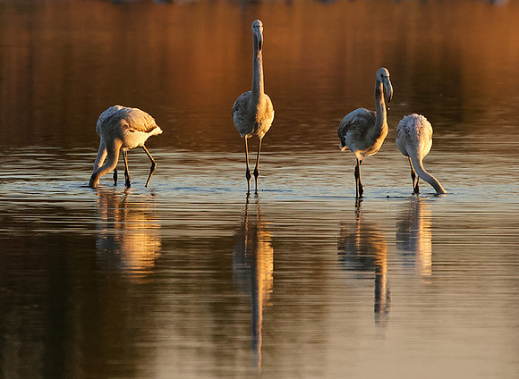 Hwange NP