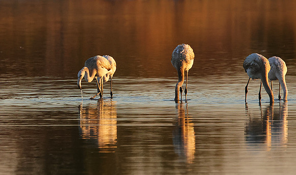 Hwange NP