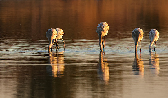 Hwange NP