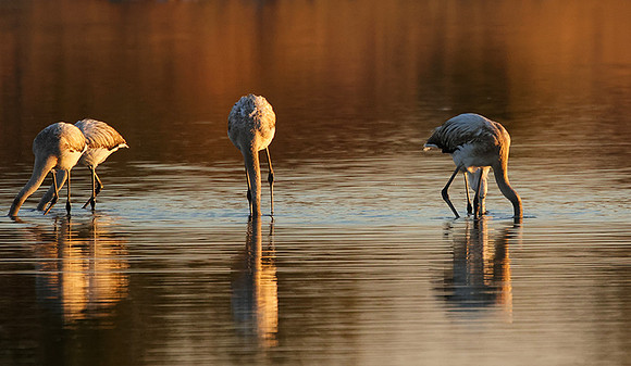 Hwange NP