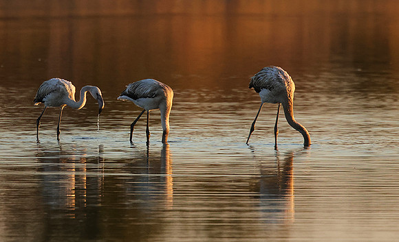 Hwange NP