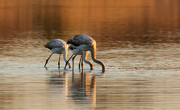 Hwange NP
