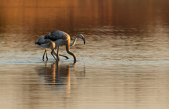 Hwange NP
