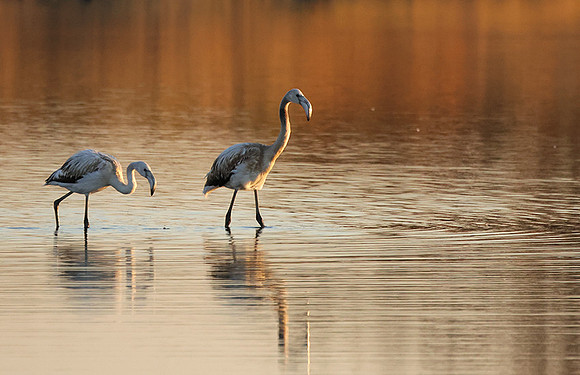 Hwange NP