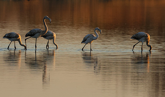 Hwange NP